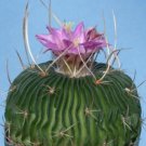 Top-Quality Stenocactus multicostatum | cactus rare seed 10 SEEDS Top-Quality Stenocactus multicostatum | cactus rare seed 10 SEEDS