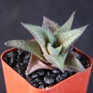 Best-Selling Haworthia tessellata rare succulent aloe plant bonsai cacti exotic cactus 2"" pot