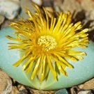 New Arrival ARGYRODERMA CONGREGATUM rare mesemb exotic succulent cactus seed stones 50 SEEDS New Arrival ARGYRODERMA CONGREGATUM rare mesemb exotic succulent cactus seed stones 50 SEEDS