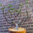 Top-Quality Bursera Hindsiana tropical hardwood rare flowering rare tree 10 seeds Top-Quality Bursera Hindsiana tropical hardwood rare flowering rare tree 10 seeds