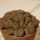 Limited Edition RARE LITHOPS HOOKERI ELEPHINA C92 | exotic living stones mesembs seed 15 SEEDS