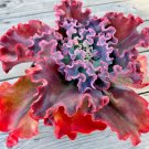 New Arrival Echeveria ""Marvella"" rare succulent flower hen and chicks plant seed -50 SEEDS New Arrival Echeveria ""Marvella"" rare succulent flower hen and chicks plant seed -50 SEEDS