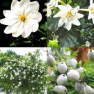 Top-Quality GARDENIA THUNBERGIA - rare flowering tropical fragrant forest wild seed 25 seeds