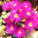 Limited Edition ARGYRODERMA SUBALBUM, rare mesembs exotic succulent cactus seed stones 50 SEEDS Limited Edition ARGYRODERMA SUBALBUM, rare mesembs exotic succulent cactus seed stones 50 SEEDS