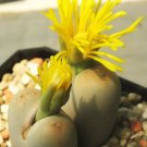 New Arrival Lithops Steineckeana rare plant exotic living stone ice succulent seed 100 SEEDS New Arrival Lithops Steineckeana rare plant exotic living stone ice succulent seed 100 SEEDS
