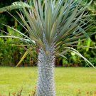 Limited Edition PACHYPODIUM GEAYI rare madagascar tree palm succulent cacti cactus 5 seeds Limited Edition PACHYPODIUM GEAYI rare madagascar tree palm succulent cacti cactus 5 seeds
