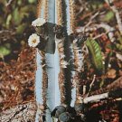 Premium Pilosocereus azureus | rare cacti cactus seed 20 SEEDS Premium Pilosocereus azureus | rare cacti cactus seed 20 SEEDS