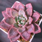 Limited Edition Echeveria White Champagne rare succulent hen and chicks plant seed 50 SEEDS