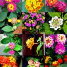 New Arrival COLOR LANTANA MIX flowering Shrub Verbenas Butterfly Ham And Eggs seed 50 seeds New Arrival COLOR LANTANA MIX flowering Shrub Verbenas Butterfly Ham And Eggs seed 50 seeds