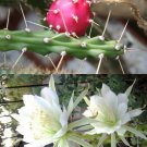 Limited Edition Harrisia Martinii, night blooming cereus cacti rare snake cactus seed - 15 SEEDS Limited Edition Harrisia Martinii, night blooming cereus cacti rare snake cactus seed - 15 SEEDS