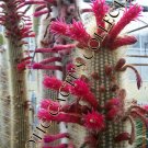 Exclusive Cleistocactus strausii, Silver Torch Cactus rare cereus columnar cacti 50 SEEDS