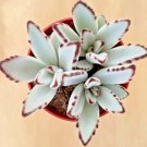 Top-Quality Kalanchoe tomentosa panda ear rare succulent hen and chicks plant seed -50 SEEDS