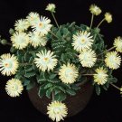 Best-Selling Aloinopsis Malherbei rare succulent ice plant mesembs living stone seed 50 SEEDS Best-Selling Aloinopsis Malherbei rare succulent ice plant mesembs living stone seed 50 SEEDS