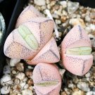 Limited Edition Ihlenfeldtia vanzylii, rare mesembs rock succulent living stones seed 15 SEEDS Limited Edition Ihlenfeldtia vanzylii, rare mesembs rock succulent living stones seed 15 SEEDS