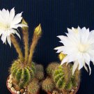 Premium Echinopsis calochlora exotic night blooming white color plant cactus cacti 4""