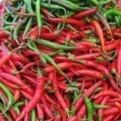 Best-Selling Cayanne pepper hot finger chilli mild aji mexican aji picante seed 100 SEEDS Best-Selling Cayanne pepper hot finger chilli mild aji mexican aji picante seed 100 SEEDS