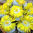 Premium LITHOPS GEYERI, rare living stones exotic mesembs rocks succulent seed 15 SEEDS Premium LITHOPS GEYERI, rare living stones exotic mesembs rocks succulent seed 15 SEEDS
