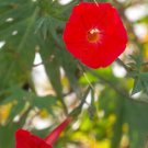 Limited Edition RARE IPOMOEA SLOTERI cardinal climber morning glory flowering seed 20 seeds