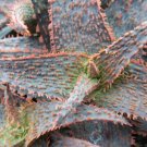 Limited Edition ALOE cv ORANGE MARMALADE | exotic rare color succulent bonsaiseeds 30 seed