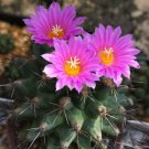New Arrival Thelocactus rinconensis sp freudenbergeri exotic cactus collector seed 100 SEEDS