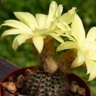 Premium Frailea mammifera exotic flowering cacti rare cactus flower bonsai seed 50 SEEDS Premium Frailea mammifera exotic flowering cacti rare cactus flower bonsai seed 50 SEEDS