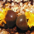 Exclusive Tanquana hilmari rare rock mesembs exotic succulent cactus aloe seed 100 SEEDS Exclusive Tanquana hilmari rare rock mesembs exotic succulent cactus aloe seed 100 SEEDS