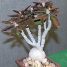 Premium EUPHORBIA AMBOVOMBENSISexotic madagascar bonsai caudex cacti seed 5 seeds Premium EUPHORBIA AMBOVOMBENSISexotic madagascar bonsai caudex cacti seed 5 seeds