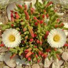 Premium DICROCAULON RAMULOSUM exotic rare cactus mesembs caudex aloe cacti seed 60 seeds Premium DICROCAULON RAMULOSUM exotic rare cactus mesembs caudex aloe cacti seed 60 seeds