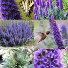 Limited Edition Echium Fastuosum Candicans rare Pride of Madeira purple flowers exotic- 20 seeds