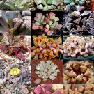 Exclusive COLOR TITANOPSIS MIX | succulent cactus mixed living stones plant seed 100 SEEDS Exclusive COLOR TITANOPSIS MIX | succulent cactus mixed living stones plant seed 100 SEEDS
