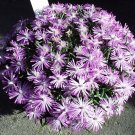 Premium Marlothistella stenophylla exotic color rare cactus mesembs cacti seed 50 SEEDS Premium Marlothistella stenophylla exotic color rare cactus mesembs cacti seed 50 SEEDS