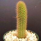 Top-Quality Hildewinteria Aureispina, exotic rare cacti columnar garden plant cactus4"" pot Top-Quality Hildewinteria Aureispina, exotic rare cacti columnar garden plant cactus4"" pot
