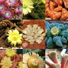 Premium TITANOPSIS MIX, succulent cactus mixed living stones rocks plant seed20 SEEDS Premium TITANOPSIS MIX, succulent cactus mixed living stones rocks plant seed20 SEEDS