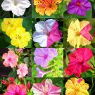 Best-Selling FOUR O'CLOCK flower MIX mirabilis jalapa caudex fragrant succulent seed 10 seeds Best-Selling FOUR O'CLOCK flower MIX mirabilis jalapa caudex fragrant succulent seed 10 seeds