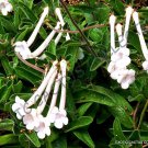 Premium RARE SINNINGIA TUBIFLORAsucculent exotic caudex african violet seed - 20 SEEDS