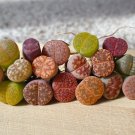 Best-Selling *LITHOPS MIX succulent EXOTIC living stones desert rock seed plant 30 SEEDS
