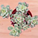 Top-Quality ECHEVERIA TANGO rare succulent exotic hen and chicks plant seed 50 SEEDS Top-Quality ECHEVERIA TANGO rare succulent exotic hen and chicks plant seed 50 SEEDS