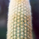 Limited Edition Haageocereus Cantaensis, rare cereus columnar cactus exotic cacti seed -20 SEEDS Limited Edition Haageocereus Cantaensis, rare cereus columnar cactus exotic cacti seed -20 SEEDS