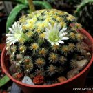 Premium RARE MAMMILLARIA SHIEDEANA | exotic cacti pincushion cactus seed 15 SEEDS Premium RARE MAMMILLARIA SHIEDEANA | exotic cacti pincushion cactus seed 15 SEEDS