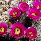 Best-Selling Echinocereus engelmannii flowering rare cactus flower bulb cacti seed 100 SEEDS Best-Selling Echinocereus engelmannii flowering rare cactus flower bulb cacti seed 100 SEEDS