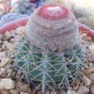 Exclusive Melocactus Zehntneri exotic globular turks cap cacti rare cactus seed 50 SEEDS Exclusive Melocactus Zehntneri exotic globular turks cap cacti rare cactus seed 50 SEEDS