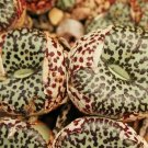 Premium Conophytum Ursprungianum rare mesemb exotic living rock stones seed 50 SEEDS Premium Conophytum Ursprungianum rare mesemb exotic living rock stones seed 50 SEEDS