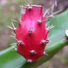 Best-Selling Barbed Wire Cactus, rare Acanthocereus tetragonus cereus succulent seed 50 seeds Best-Selling Barbed Wire Cactus, rare Acanthocereus tetragonus cereus succulent seed 50 seeds