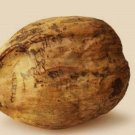 New Arrival COCONUT (YELLOW) exotic plant palm tree Cocos Nucifera ready to pot ,1 live SEED New Arrival COCONUT (YELLOW) exotic plant palm tree Cocos Nucifera ready to pot ,1 live SEED