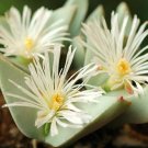 Top-Quality CONOPHYTUM HERREANTHUS UMDAUS rare mesemb exotic ice living stones seed 15 SEEDS Top-Quality CONOPHYTUM HERREANTHUS UMDAUS rare mesemb exotic ice living stones seed 15 SEEDS