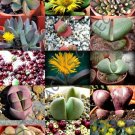 Premium RARE PLEIOSPILOS MIX succulent cactus mixed living stones rocks seed - 15 SEEDS Premium RARE PLEIOSPILOS MIX succulent cactus mixed living stones rocks seed - 15 SEEDS