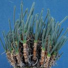 Top-Quality Monilaria Obconica, exotic mesembs rare succulent string of pears seed 100 SEEDS Top-Quality Monilaria Obconica, exotic mesembs rare succulent string of pears seed 100 SEEDS