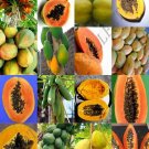 Limited Edition PAPAYA FRUIT MIX exotic tropical carica swe fruits rare tree plant seed 25 SEEDS