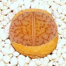 Premium Dinterops Stones Throw rare mesembs exotic aloe succulent living stones 10 SEEDS Premium Dinterops Stones Throw rare mesembs exotic aloe succulent living stones 10 SEEDS