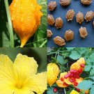 Exclusive Momordica charantia, bitter gourd melon cundeamor vine MEDICINAL seed - 25 seeds